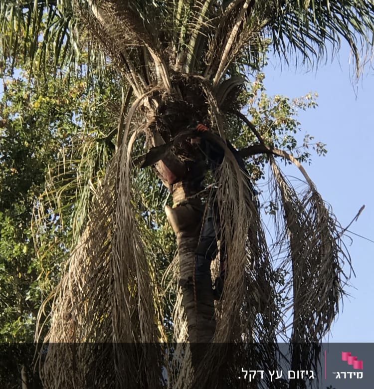 אדם גוזם ענפי דקל יבשים בעזרת מסור